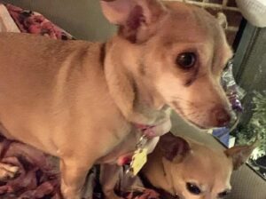 Male and female chihuahua puppies available