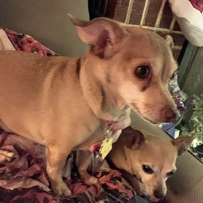Male and female chihuahua puppies available