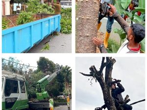 Khidmat Tebang Pokok Potong Pokok Service Cut Tree
